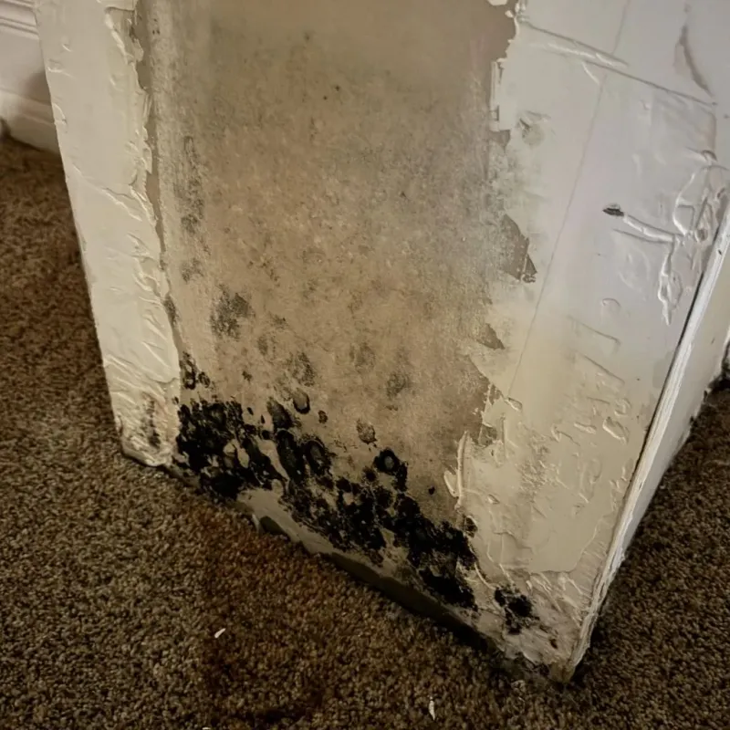 Professional Mold Removal in Pittsboro, IN